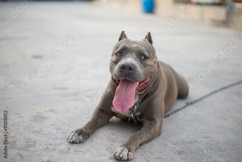 pittbull photo