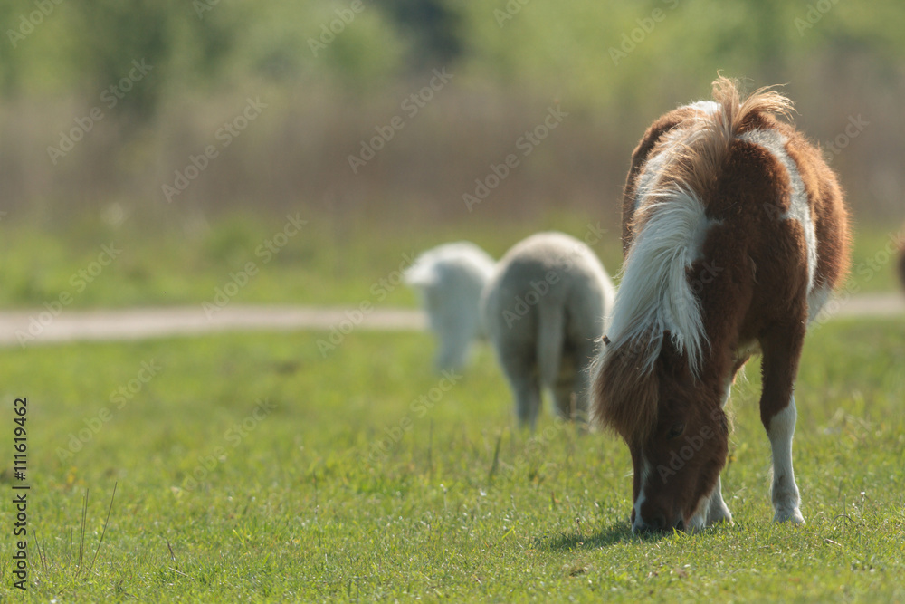 Obraz premium horse