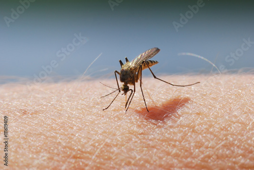 Mosquito blood sucking on human skin photo