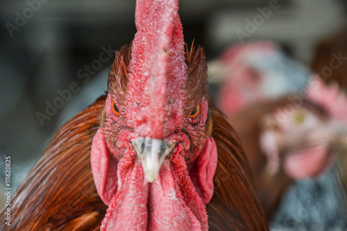 Close up of red rooster head on the traditional rural farmyard