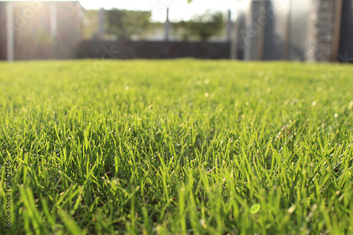 fresh green grass lawn in sunlight, landscaping in the garden, beauty of summer season