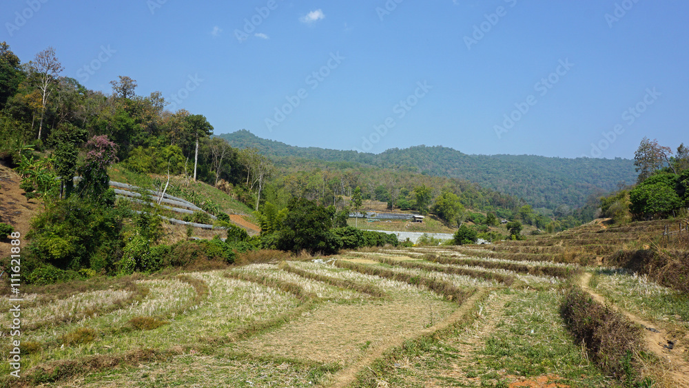 green landscape in thailand