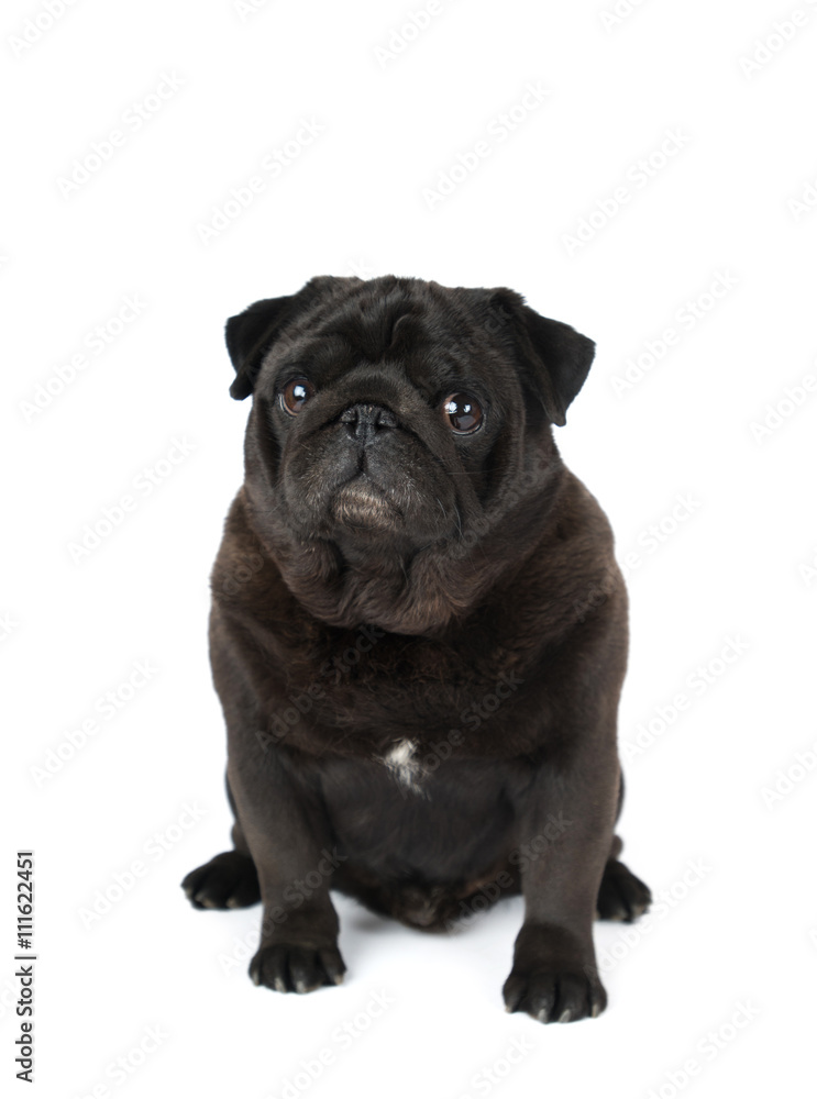 Black pug isolated on white