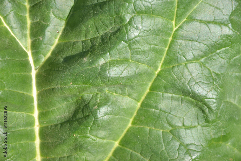 Close up of rhubarb leaf texture (Rheum rhabarbarum) Close up of rhubarb leaf texture (Rheum rhabarbarum)