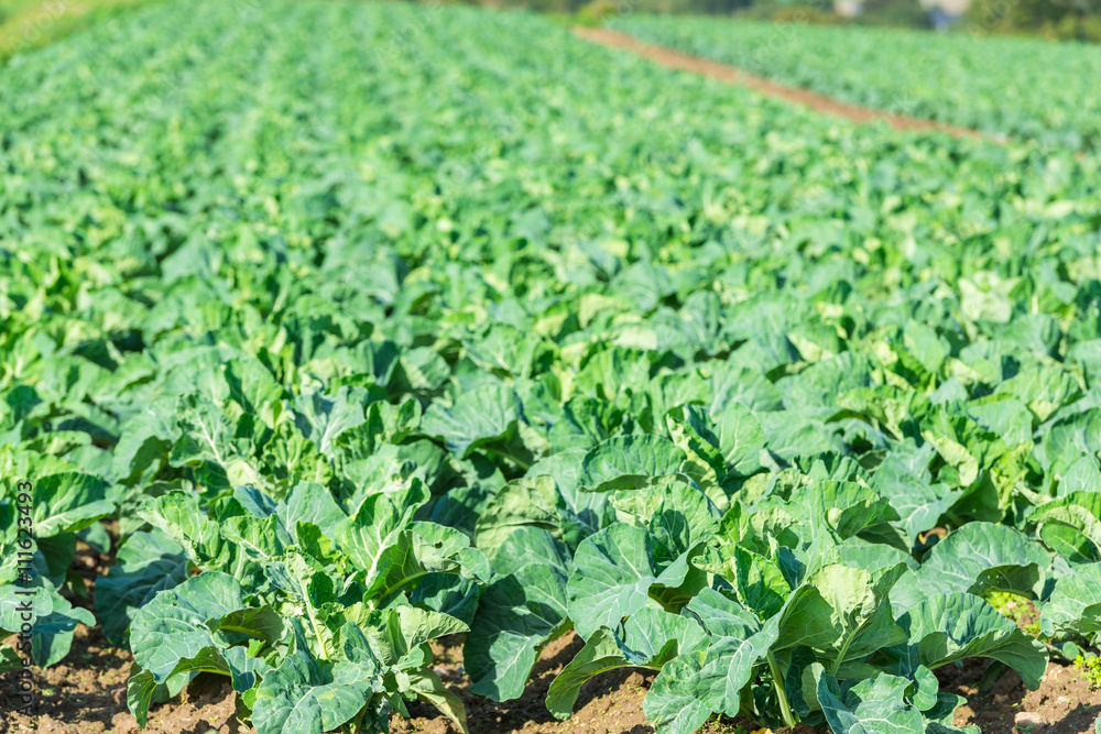 Cultivated field: fresh green salad bed rows Cultivated field: fresh green salad bed rows