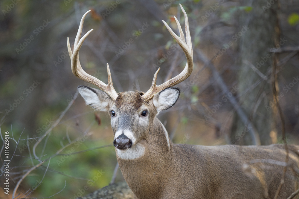 A healthy Whitetail Buck deer walks through the forest in the soft morning light. A healthy Whitetail Buck deer walks through the forest in the soft morning light.