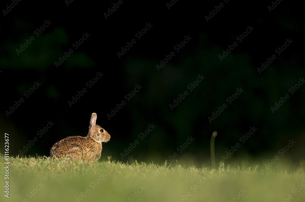 An Eastern Cottontail Rabbit sits in a field of grass with a black background as the early morning sun lights up the day. An Eastern Cottontail Rabbit sits in a field of grass with a black background as the early morning sun lights up the day.