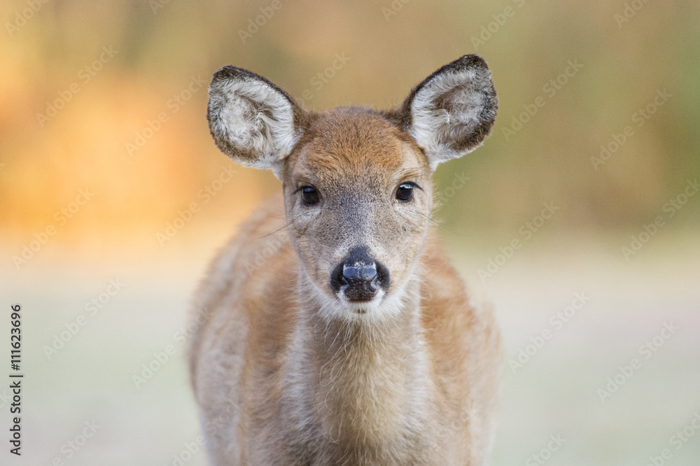 A yearling whitetail deer fawn looks right into the camera lens in the soft morning light. A yearling whitetail deer fawn looks right into the camera lens in the soft morning light.