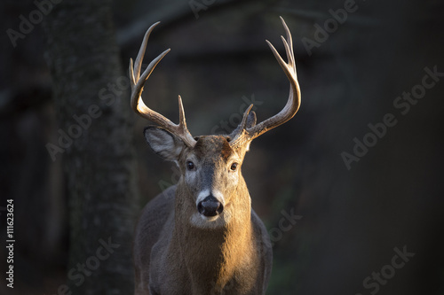 Obraz na płótnie A handsome Whitetail Buck  deer stands in a spotlight of morning sunlight