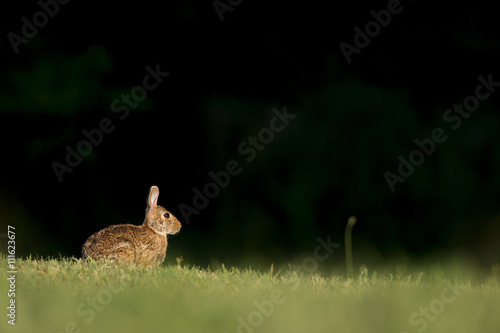 An Eastern Cottontail Rabbit sits in a field of grass with a black background as the early morning sun lights up the day.