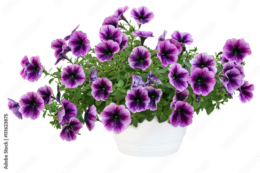 petunia pot 5 petunia pot 5