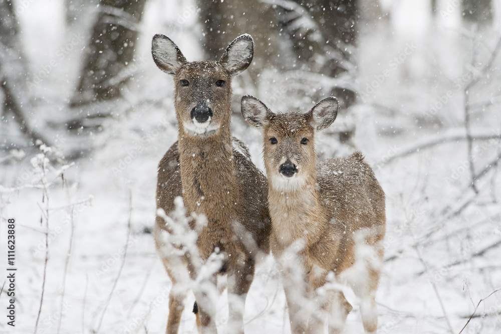 A pair of Whitetail Deer stand together in the falling snow. A pair of Whitetail Deer stand together in the falling snow.