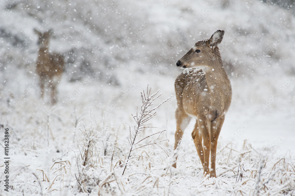 Obraz premium A whitetail deer doe stands proud in the falling snow.