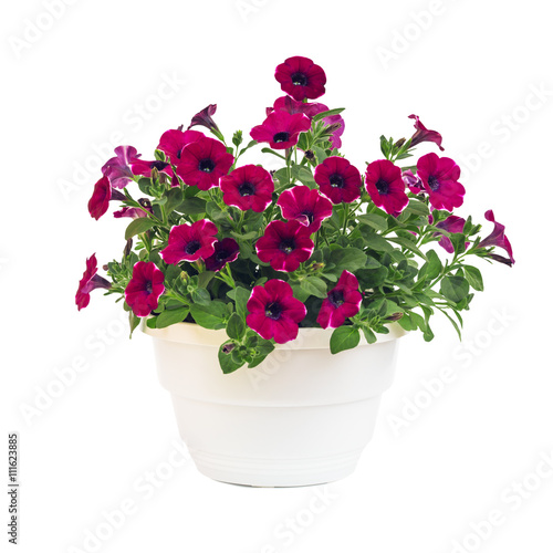 petunia pot