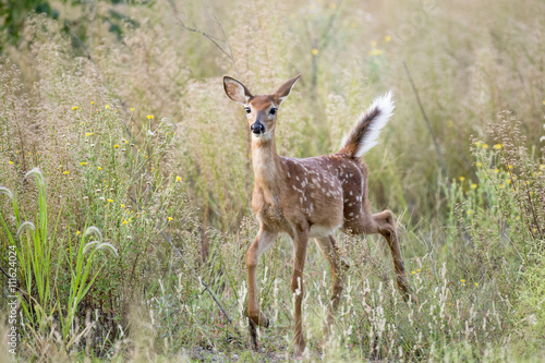 Fototapeta Naklejka Na Ścianę i Meble -  A small whitetail deer fawn walks through a field with an alert stance.