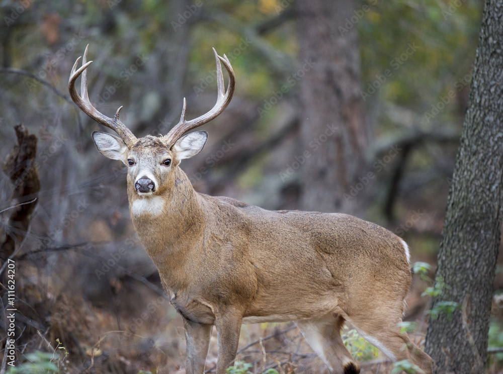 Fototapeta premium A large Whitetail Buck deer stands in the forest during the rut.