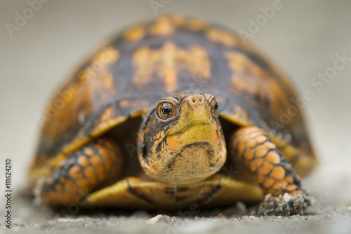A close up portrait of an Eastern Box Turtle.