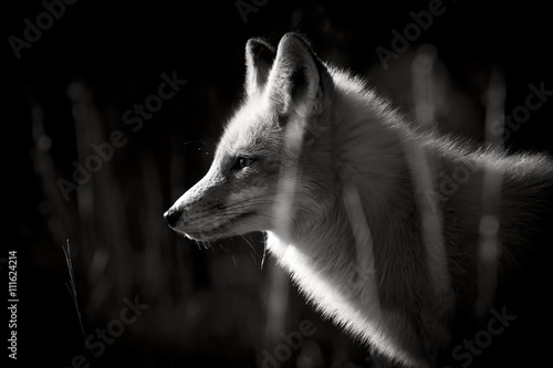 A black and white photo of a Red Fox taken on a bright sunny winter day.