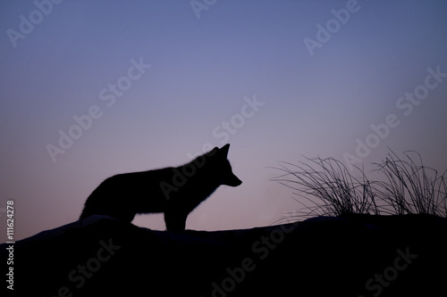 Fototapeta Naklejka Na Ścianę i Meble -  A Red Fox pauses for a moment on the top of a sand dune against the purple and blue dusk sky.