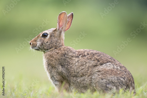 A rabbit sits on the ground in a field of green grass.