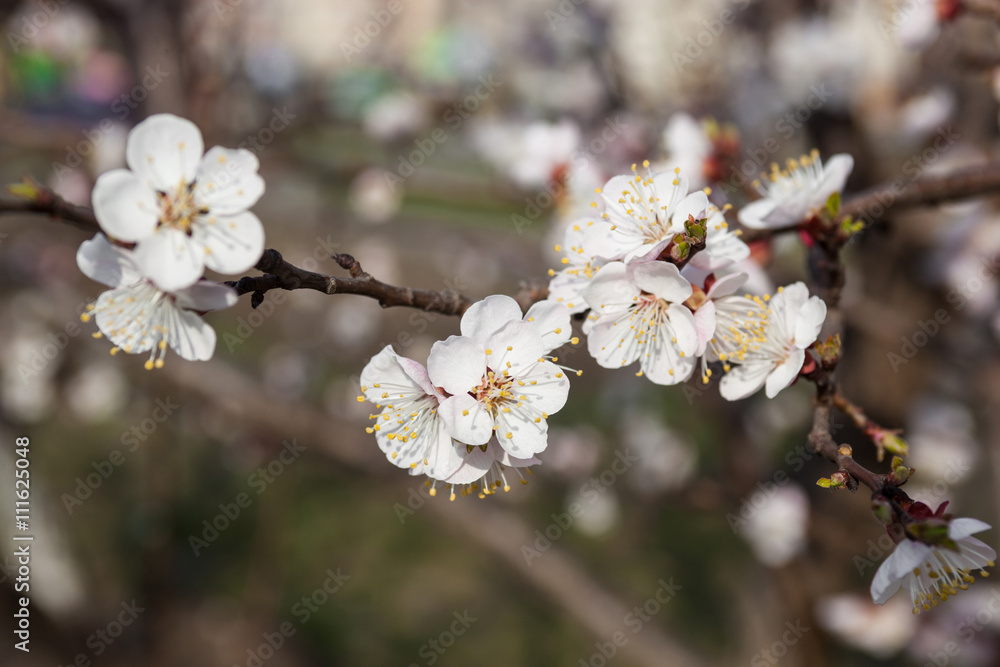 Fototapeta premium White flowers of the cherry tree