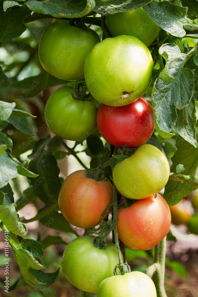 RIpe and green garden tomatoes ready for picking