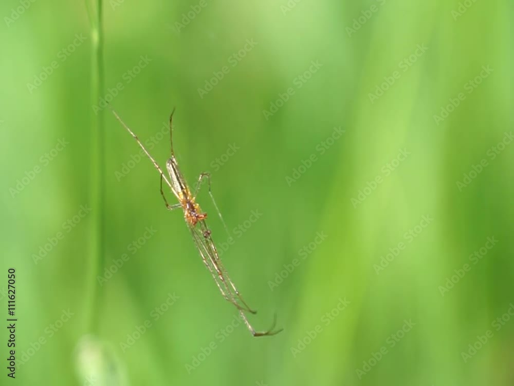 custom made wallpaper toronto digitalspider