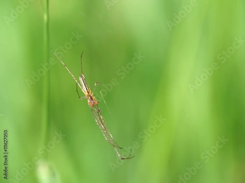 Wallpaper Mural spider Torontodigital.ca