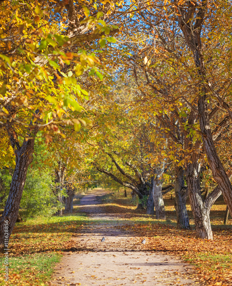 Sunny autumn day