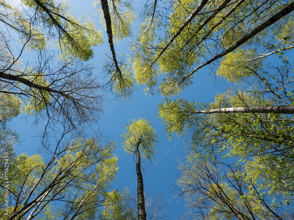 Fototapeta premium Birch treetops and blue sky