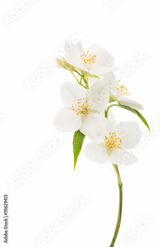 Fototapeta Naklejka Na Ścianę i Meble -  jasmine flower isolated