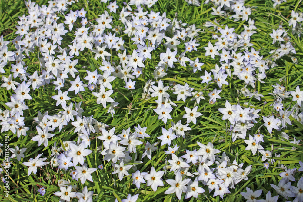 Spring Starflowers 
