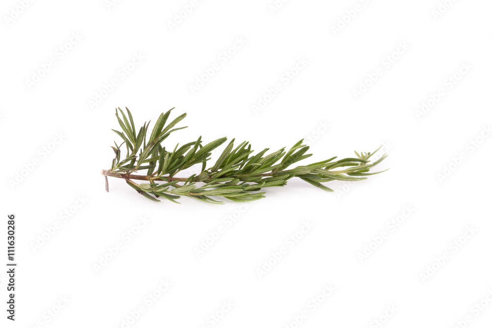 Fototapeta premium rozmaryn na białym tle