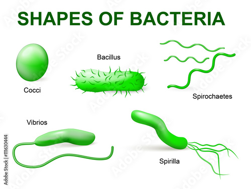 Types of bacteria. Basic morphological differences between bacte photo