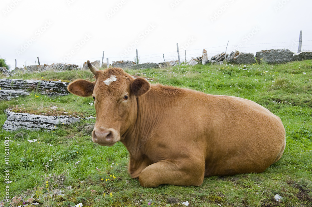 Calf in the Italian Alps (Lessinia). Calf in the Italian Alps (Lessinia).
