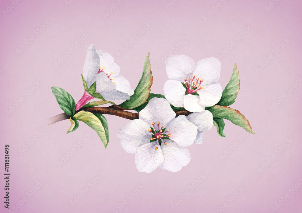 Watercolor cherry flowers