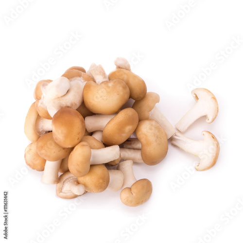 mushroom on the White background