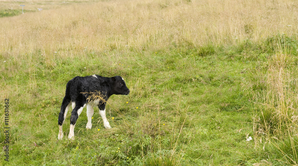 Newly born calf in the sunny Italian Alps (Lessinia).