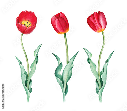 Watercolor illustration of tulips #111631609
