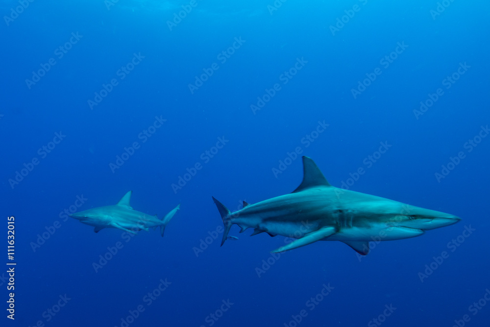 Obraz premium Giant Blacktip swimming in deep blue water