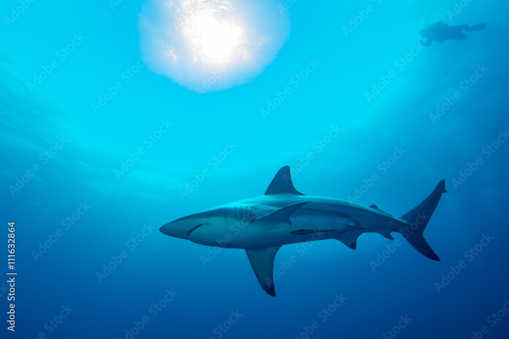Giant Blacktip swimming in deep blue water Giant Blacktip swimming in deep blue water
