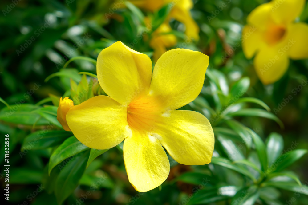 Fototapeta premium Close up of Allamanda cathartica flowers in the Thai garden