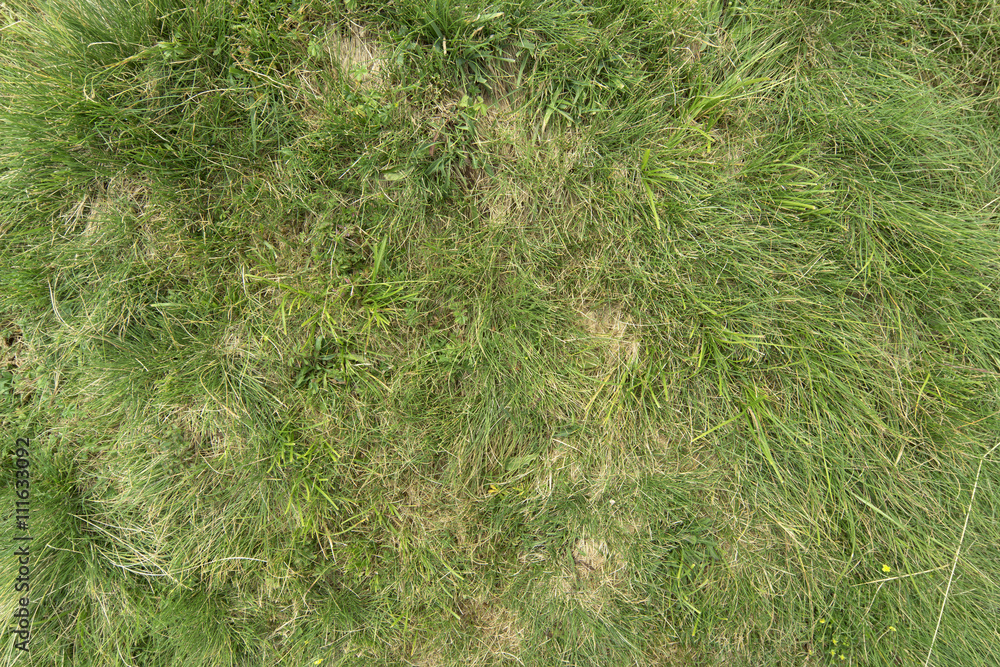 Gras Wiese Boden Textur Gras Wiese Boden Textur