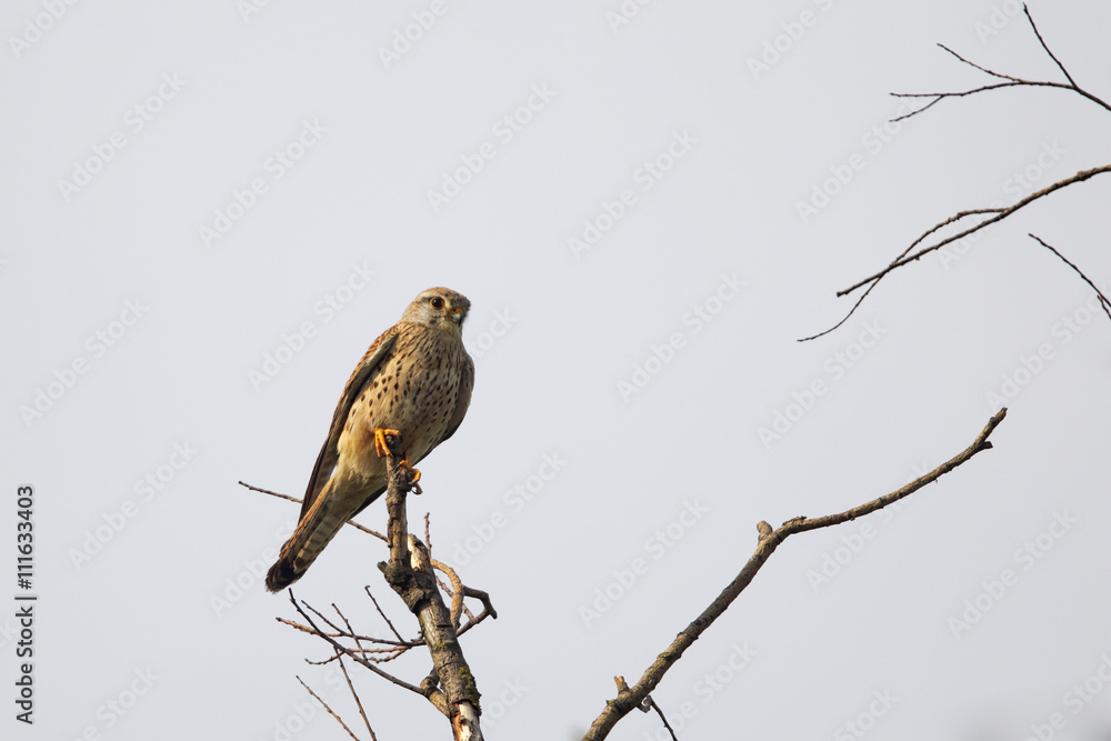 Turmfalke (Falco tinnunculus) Turmfalke (Falco tinnunculus)
