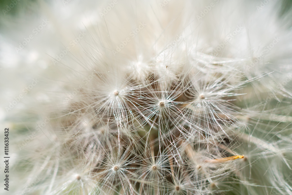 Dandelion abstract closeup Dandelion abstract closeup