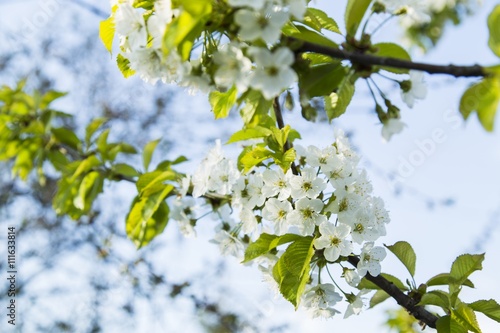 Gentle white plum blossoms blooming
