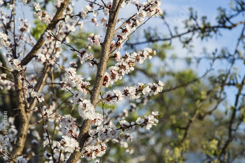 Spring apricot blossom in the garden