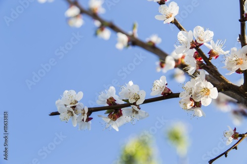 Blooming wild apricot in the garden