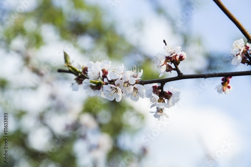 Blooming apricot tree in the garden