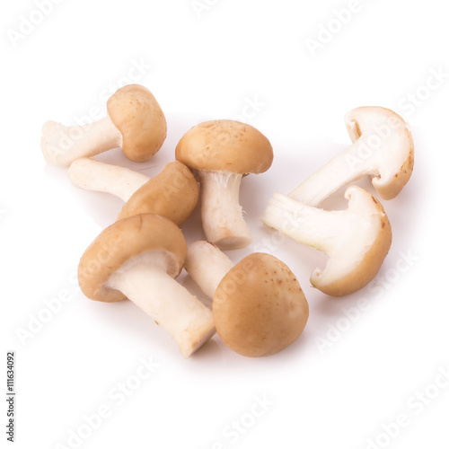 mushroom on the White background
